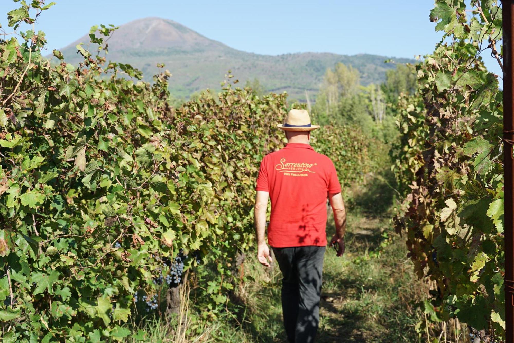Vesuvio Inn Bed & Wine Experience Boscotrecase Bagian luar foto