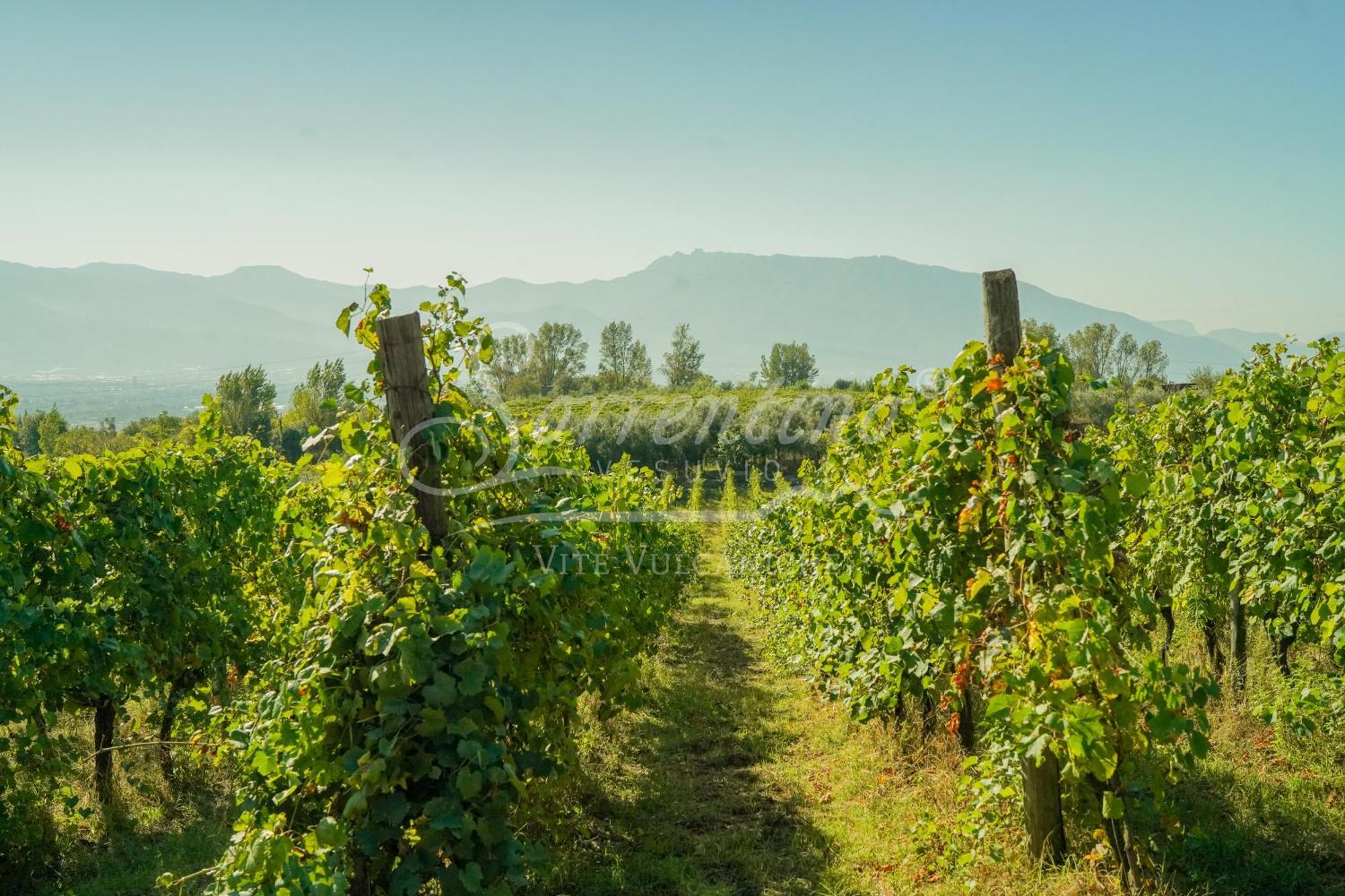 Vesuvio Inn Bed & Wine Experience Boscotrecase Bagian luar foto